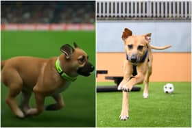 Billy at Battersea and as an avatar on Twitch for the ‘pitch invasion’