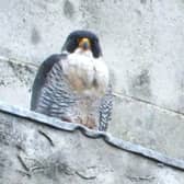 Peregrine falcons have been spotted nesting at The Parkinson Building in Leeds since 2018