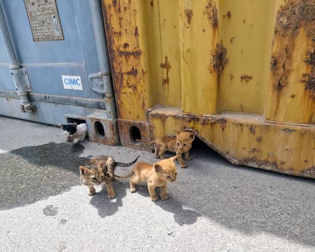 Four kittens were rescued by Royal Navy sailors in Bahrain after getting stuck under a shipping container. Pictured: he orphaned kittens emerge from their 'home' underneath shipping containers.