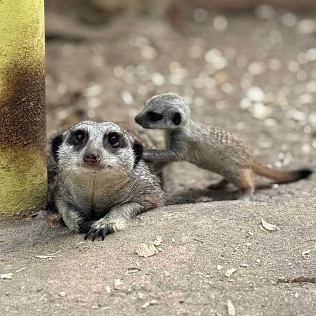 The new arrivals came just in time for nest week's half-term break.