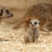 Tropical World has welcoming two new surprise babies.