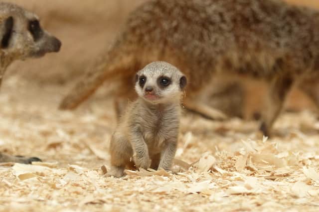 Tropical World has welcoming two new surprise babies.