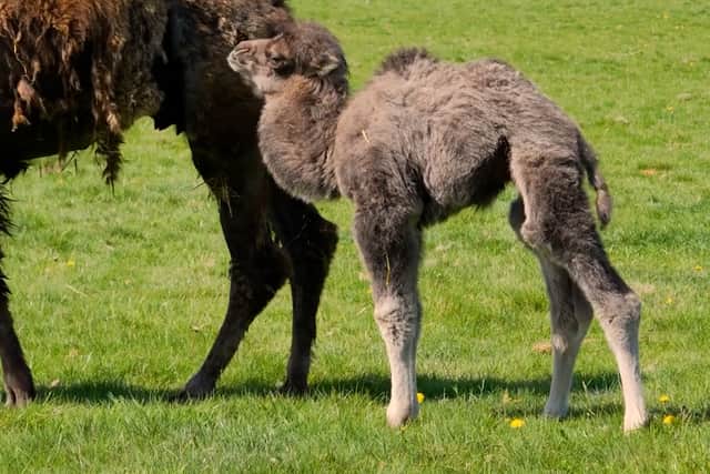Fluffy rare camel calf wobbles with mum in adorable video