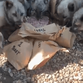 Arctic foxes share blood-lolly birthday treat