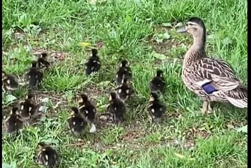 Jo Simpson said she felt "lucky" to witness the 18 ducklings while doing her daily walk by the canal in Leeds