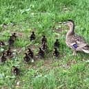 Jo Simpson said she felt "lucky" to witness the 18 ducklings while doing her daily walk by the canal in Leeds