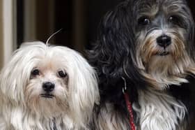 Pets at Home has posted flat revenue, with retail and vet services pulling in opposite directions.