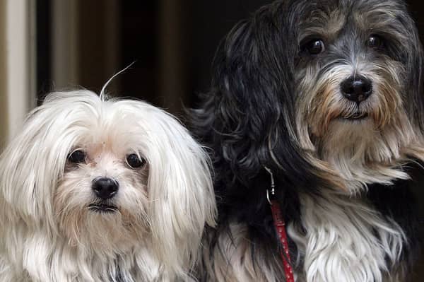 Pets at Home has posted flat revenue, with retail and vet services pulling in opposite directions.
