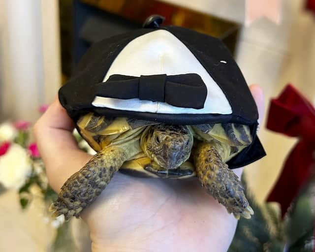 A couple made their special day a little extra special by including their pet tortoise in the wedding procession.