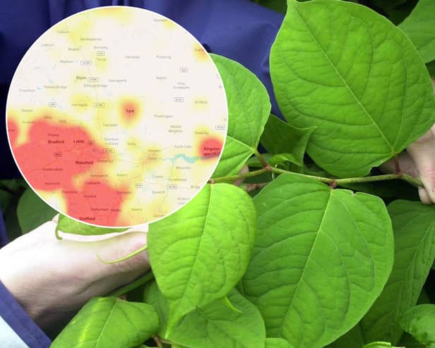 Map shows Yorkshire's Japanese knotweed hotspots.