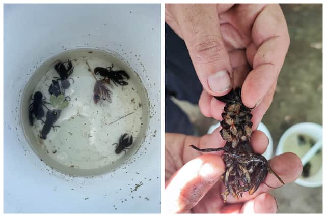 The rescue team managed to save 32 adults, including 21 egg-carrying females.
