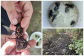 A previously unknown population of critically endangered native white-clawed crayfish has been rescued from dry riverbeds in Leeds.