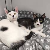 Bob and Betty are an inseparable pair of one-year-olds who sadly came from an overcrowded home with lots of other cats. They're looking for a calm, patient new home where they can stay together forever - they're already so bonded, so can't imagine life apart.