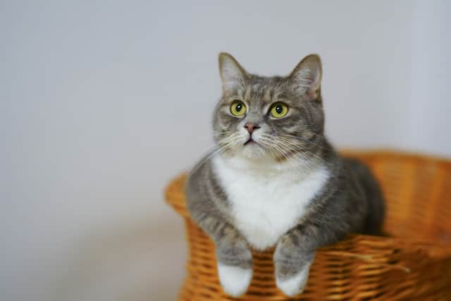 Cats can sometimes become distressed when left home alone for too long.