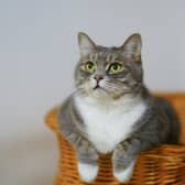 Cats can sometimes become distressed when left home alone for too long. 