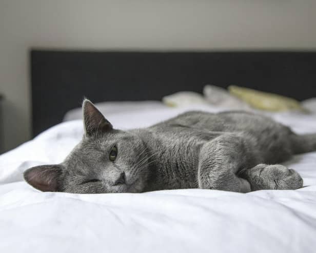 Scientists believe that cats may be able to offer us insight on how to help patients with Long Covid. 