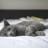 Scientists believe that cats may be able to offer us insight on how to help patients with Long Covid. 