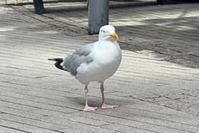 Seagulls are taking over in this Yorkshire seaside town