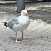 Seagulls are taking over in this Yorkshire seaside town