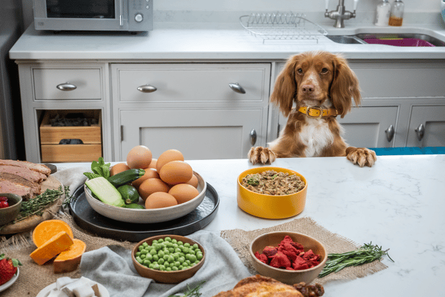 Dogs with health issues, allergies, or even just sensitive stomachs, have been thriving after switching to pure