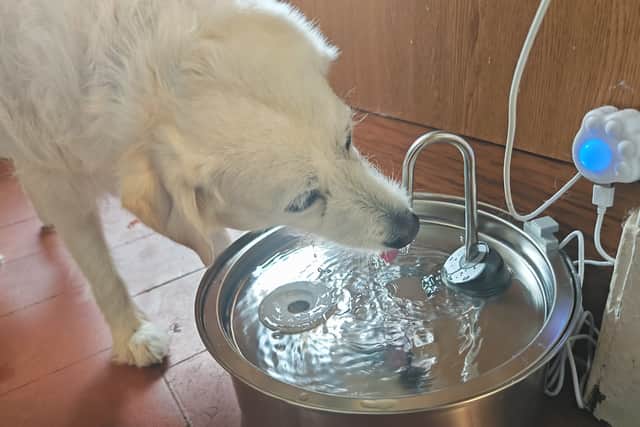 Something about flowing water just encourages Honey to lap it up