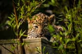 leopard cub