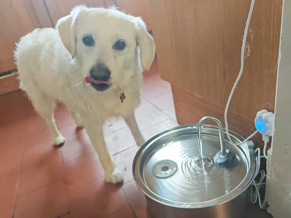 Honey definitely approves of the Oneisall fountain