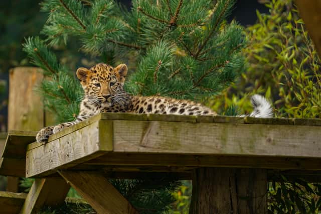 The Amur leopard cubs at Yorkshire Wildlife Park are taking their next baby steps towards making their future public debut. The duo, born in May, have been released into the second level of the junior training reserves where they are honing their climbing skills.