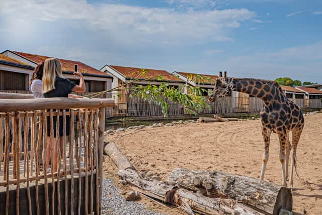 Meet your next door neighbours ... giraffes!