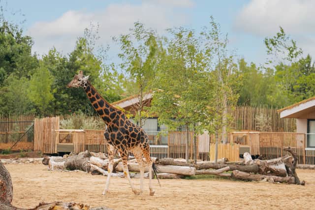The Reserve at Chester Zoo is set to welcome its first guests this week.