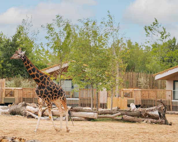 The Reserve at Chester Zoo is set to welcome its first guests this week.