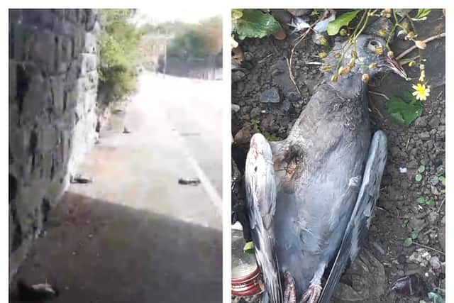 Seven pigeons were found shot dead with an air rifle in Leeds.