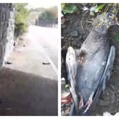 Seven pigeons were found shot dead with an air rifle in Leeds.