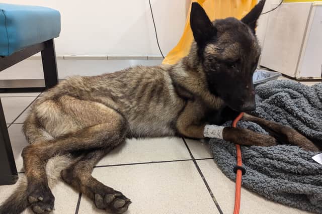 Pictured; Max. A Bradford man has been sentenced to a lifetime ban on keeping all animals after starving his two dogs, Rocky and Max.
