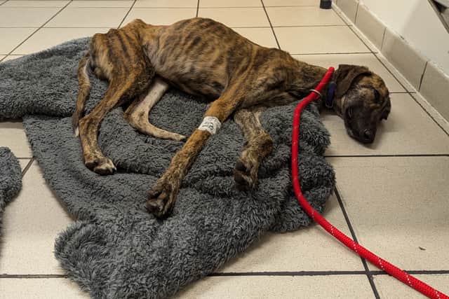 Trigger warning (animal cruelty):  Rocky and Max had to be put down after being starved to death by cruel owner. Pictured: Rocky