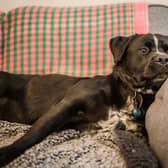 Dogs Trust is calling for more volunteers in Yorkshire to help victims of domestic abuse and their pets.