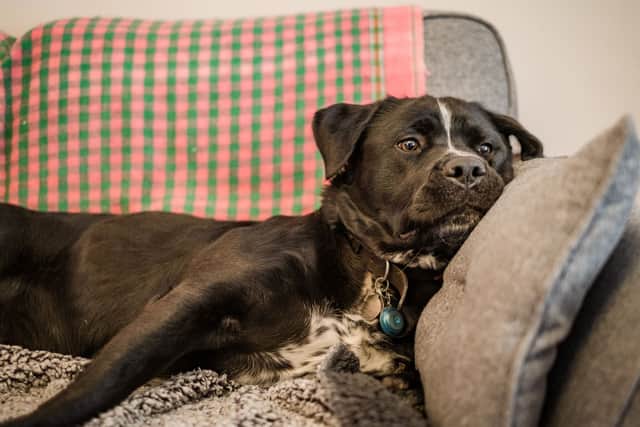 Dogs Trust is calling for more volunteers in Yorkshire to help victims of domestic abuse and their pets.