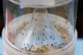 The Chikungunya virus is spread by mosquitoes. 