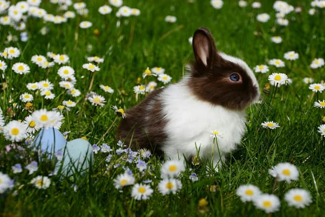 If you suspect your rabbit has this virus, isolate them immediately and contact your vet.