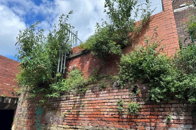 Section of Mushroom Street before the works with overgrown vegetation and damaged brickwork.