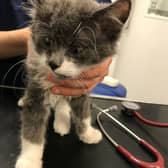 RSPCA figures reveal 719 reports of animal beatings in West Yorkshire during summer.
