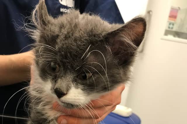 RSPCA figures reveal 719 reports of animal beatings in West Yorkshire during summer.