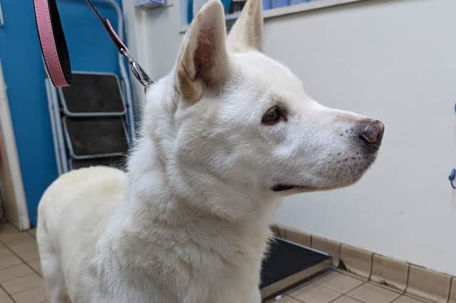 Akita Snowy was hit over the head with a shovel.