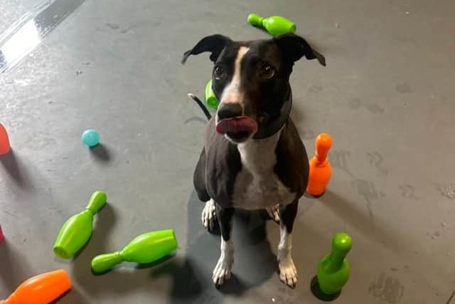 Heartbreak as thieves steal rescue dog Bella in break-in at family-run Leeds kennels