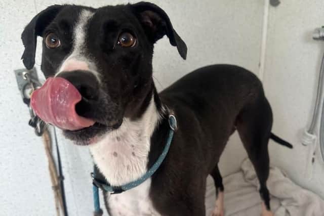 Heartbreak as thieves steal rescue dog Bella in break-in at family-run Leeds kennels