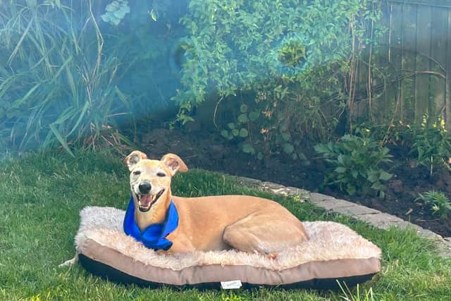 Basil the Whippet was killed in a brutal dog attack earlier this year.
