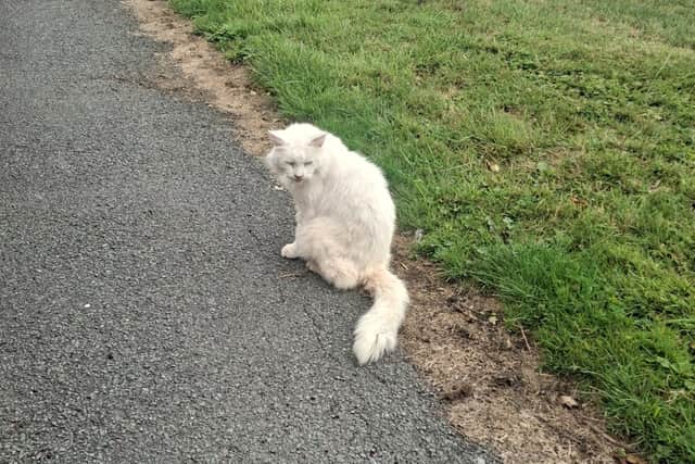 Casper, a domestic medium-hair male, will turn 19-years-old on August 31. As he reaches a new age, his carers hope Casper will receive a very special gift: a new home where he can live out his retirement.