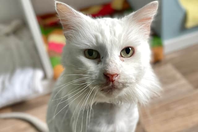 Casper, a domestic medium-hair male, will turn 19-years-old on August 31. As he reaches a new age, his carers hope Casper will receive a very special gift: a new home where he can live out his retirement.