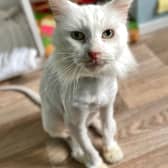 Casper, a domestic medium-hair male, will turn 19-years-old on August 31. As he reaches a new age, his carers hope Casper will receive a very special gift: a new home where he can live out his retirement.