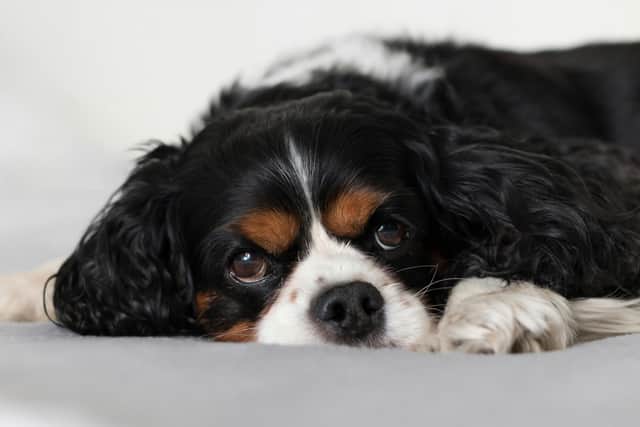 Many dog owners worry about what will happen to their pet after they are gone.